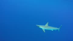 Juvenile smooth hammerhead shark (Sphyrna zygaena) swims in open ocean off the Azores