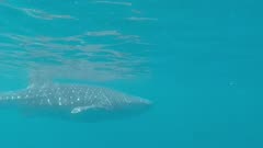 Whale shark (Rhincodon typus) swims just below the surface in Baja California