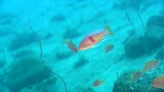 Colorful Anthias, Possibly Red-Belted, Swimming Underwater 