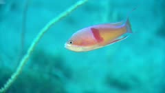 Colorful Anthias, Possibly Red-Belted, Swimming Underwater 