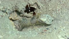 Red-Spotted Snapping Shrimp Moves Sand From Burrow While Whitecap Goby And Dance Goby Guards