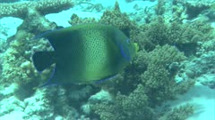 Blue Angelfish Swims Around Reef
