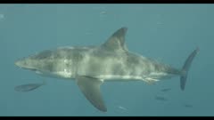 SFR589131 - Great white sharks - several in shot underwater - originals are 4K