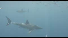 SFR589131 - Great white sharks - several in shot underwater - originals are 4K