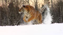 Endangered Siberian Tiger Playing In Winter Snow