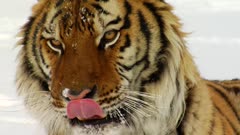 Siberian Tiger Stock Video Footage
