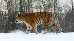 Endangered Siberian Tiger Walking In Winter Snow
