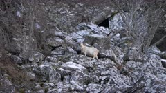 Nanny Wild Goat in boulder field below cliffs