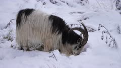 Billy Wild Goat scraping snow to get food.
