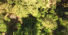 Arial Redwoods