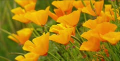 California Poppy (Eschscholzia californica)