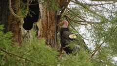 California Condor  (Gymnogyps californianus), Nest