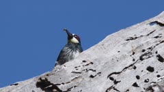 Acorn Woodpecker Hunts On Tree Trunk, Flies Away With Grub
