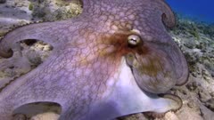 Caribbean reef octopus