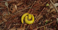 Banana slug courtship, head to head sniffing