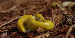 Banana slug courtship, aggressive sniffing and biting