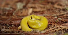 Banana slugs mating, two penis movement