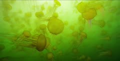 Jellyfish, Pacific Sea Nettle Jellyfish, rockfish swim through frame