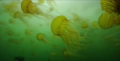Jellyfish, Pacific Sea Nettle Jellyfish in kelp forest, rockfish swim through frame