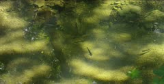 Juvenile steelhead trout stuck in disconnected creek, swimming in circles