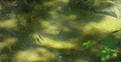 Juvenile steelhead trout stuck in disconnected creek, pan following fish