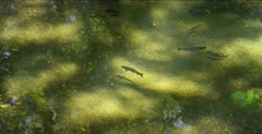Juvenile steelhead trout stuck in disconnected creek, pan following fish