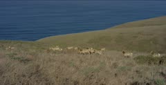 Tule elk cows walking along hillside, pan as they walk, ocean background