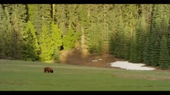 Black bear in huge meadow foraging, sits and scratches its neck