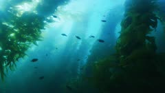 Upper layers of kelp forest, blacksmith swim by, Catalina Island