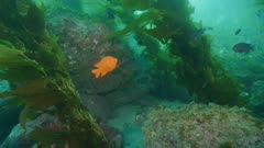 Garibaldi swims in kelp forest, Catalina Island
