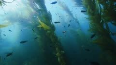 Shallow Kelp Forest, lots of Fish, Current, Catalina Island