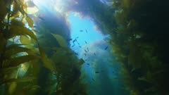 Shallow Kelp Forest, Sunbeams, Lots of Fish, Current, Catalina Island