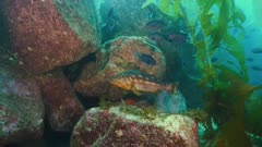 Kelp Bass swims, hovers over rocks, Catalina Island