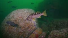 Yellowtail Rockfish swim over Rocky Reef