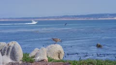 Monterey California shoreline, juvenile seagull calls, boat speeds by