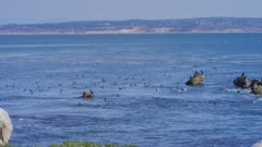 Monterey California shoreline, hundreds of cormorant seabirds