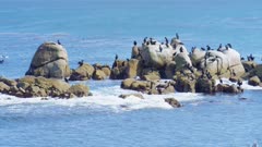 Monterey California shoreline, cormorants swimming and resting on offshore rocks