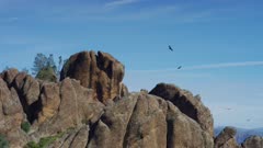 California condor mating season, multiple birds flying, Pinnacles National Park