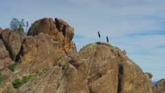 4 California condors glide close to rocks, Endangered Species, Pinnacles National Park