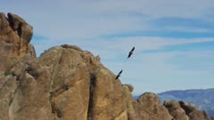 Mating pairs of condors soar together, Endangered Species, Pinnacles National Park