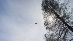California condors soar in afternoon sun, Endangered Species, Pinnacles National Park