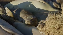 Elephant Seal females, huddled together