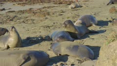 Elephant Seals, sub adults move along beach