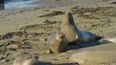 Elephant Seal sub adult male chases female on beach