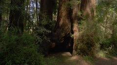 Redwood forest, old growth trees, group of trees