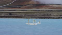 Bjarnarflag Geothermal Station, steam power, whooper swans swim in lake