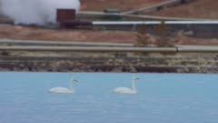 Bjarnarflag Geothermal Station, steam power, whooper swans swim by
