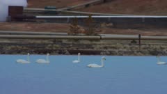 Bjarnarflag Geothermal Station, steam power, whooper swans swim &amp; drink from lake