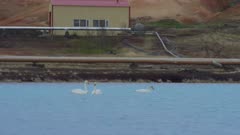 Bjarnarflag Geothermal Station, steam power, whooper swans 