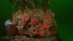 Orange sea cucumbers, giant acorn barnacles, strawberry anemone, metridium anemone all feeding 